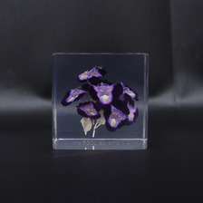 the POOL aoyama &times; AMKK FLOWER CUBE(S)画像