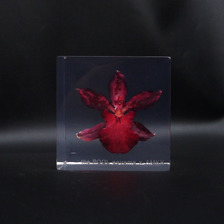 the POOL aoyama × AMKK FLOWER CUBE(S)画像