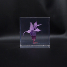 the POOL aoyama &times; AMKK FLOWER CUBE(S)画像