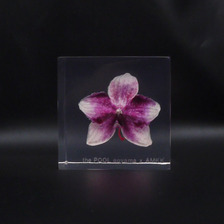 the POOL aoyama &times; AMKK FLOWER CUBE(S)画像