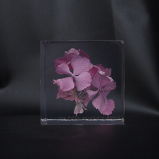 the POOL aoyama &times; AMKK FLOWER CUBE(S)画像