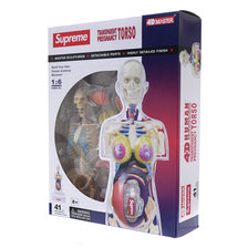 Supreme Female Anatomy Model画像
