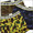 A BATHING APE 1ST CAMO ボクサーパンツ画像